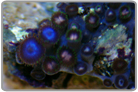 Blue Zoo's with Green Skirt Pink Zoanthids